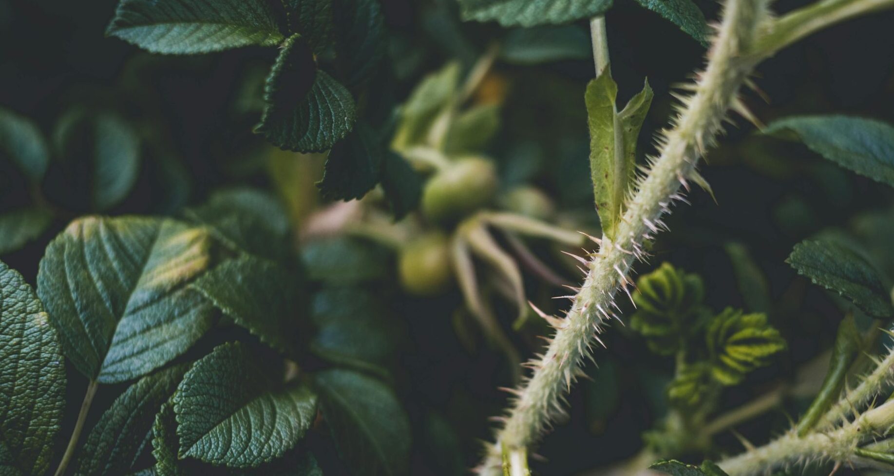 The Midnight Thorn, Part 1