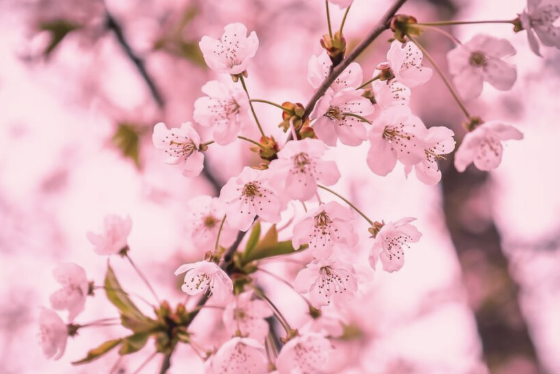 Guest Post: Lindorea